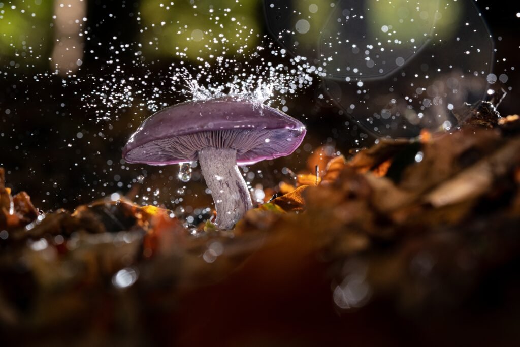 Closeup selective focus shot of a wild mushroom with water drops on it growing in a forest