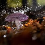 Closeup selective focus shot of a wild mushroom with water drops on it growing in a forest