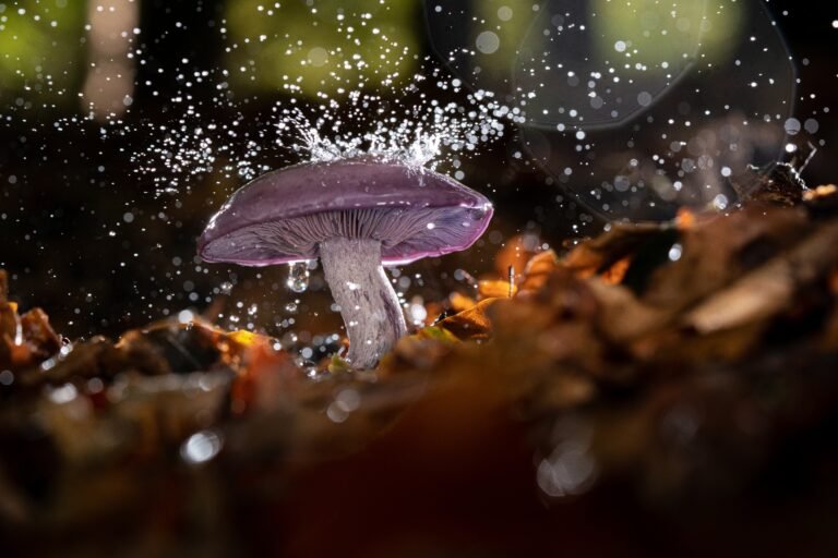 Closeup selective focus shot of a wild mushroom with water drops on it growing in a forest